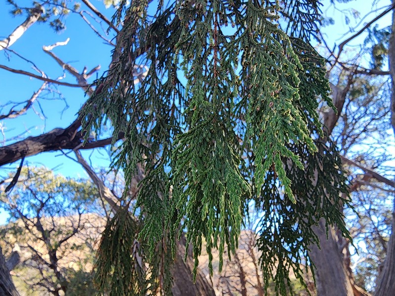 Juniperus flaccida var. flaccida photo 6