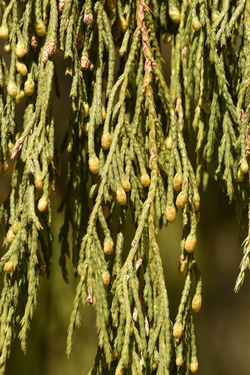 Juniperus flaccida var. flaccida photo 7