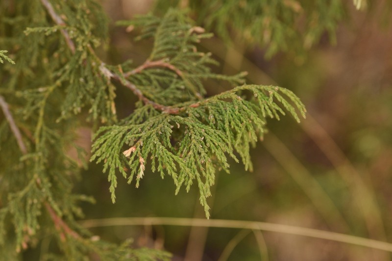 Juniperus flaccida var. flaccida photo 8