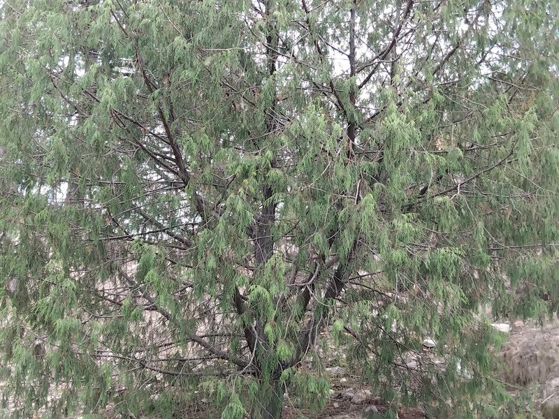 Juniperus flaccida var. martinezii