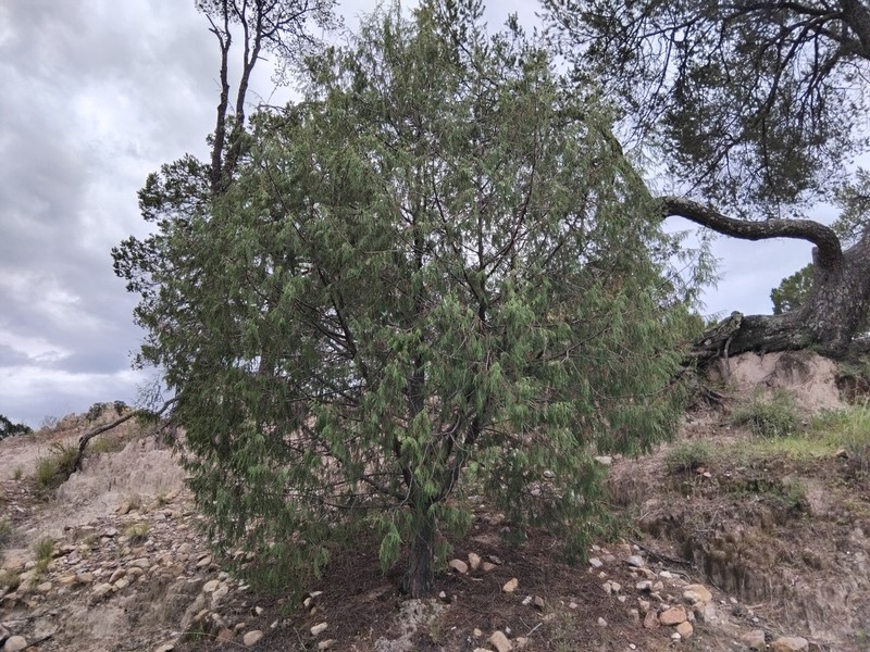 Juniperus flaccida var. martinezii photo 2