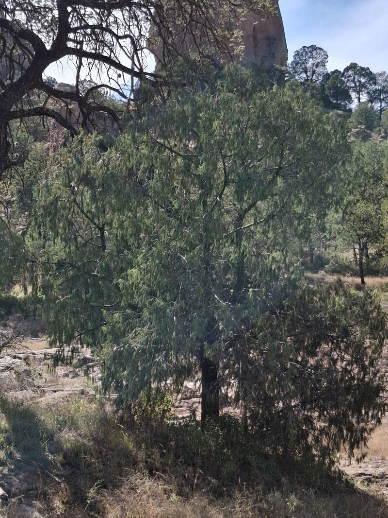 Juniperus flaccida var. martinezii photo 3