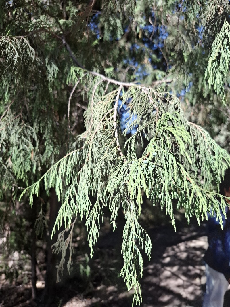 Juniperus flaccida var. martinezii photo 4