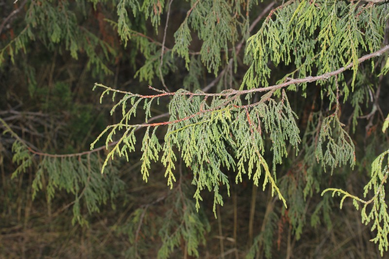 Juniperus flaccida var. martinezii photo 5