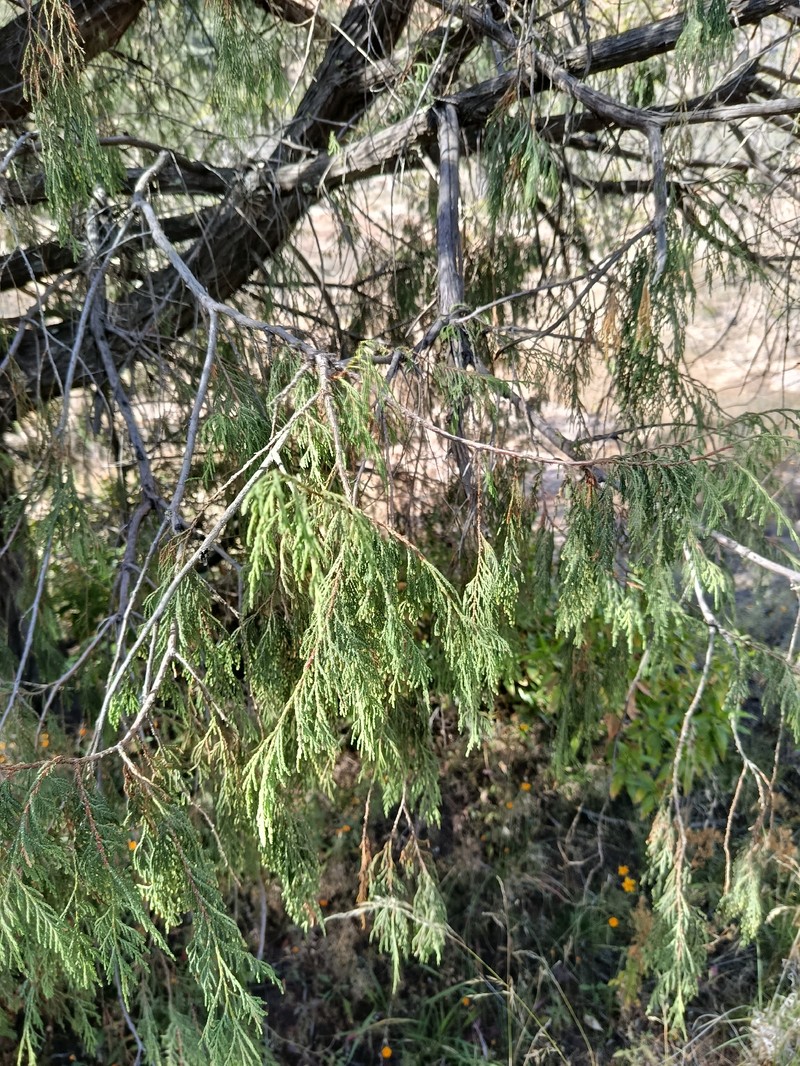 Juniperus flaccida var. martinezii photo 6