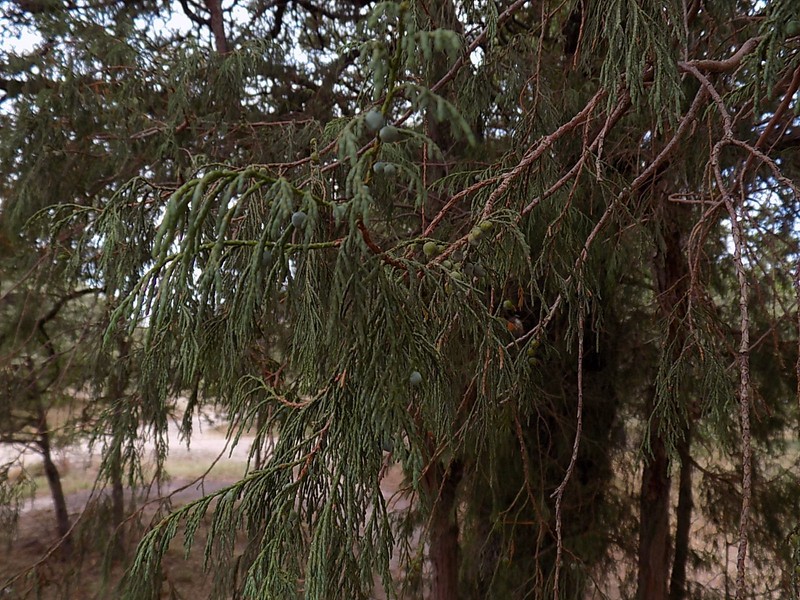 Juniperus flaccida var. martinezii photo 7