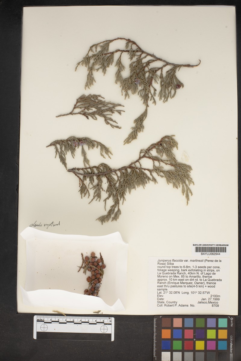 Juniperus flaccida var. martinezii photo 8