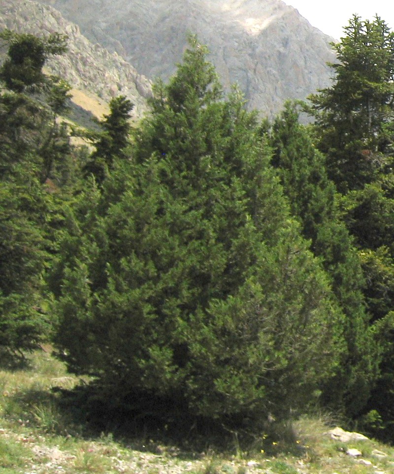 Stinking Juniper