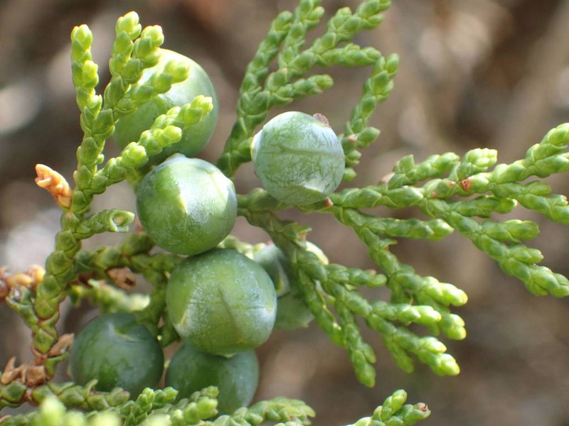 Stinking Juniper photo 2