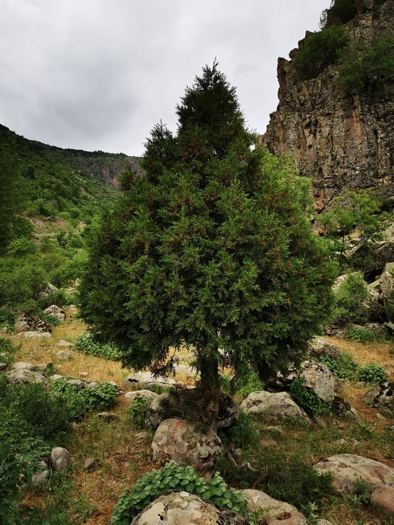 Stinking Juniper photo 3