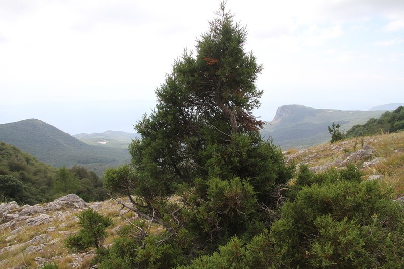 Stinking Juniper photo 4