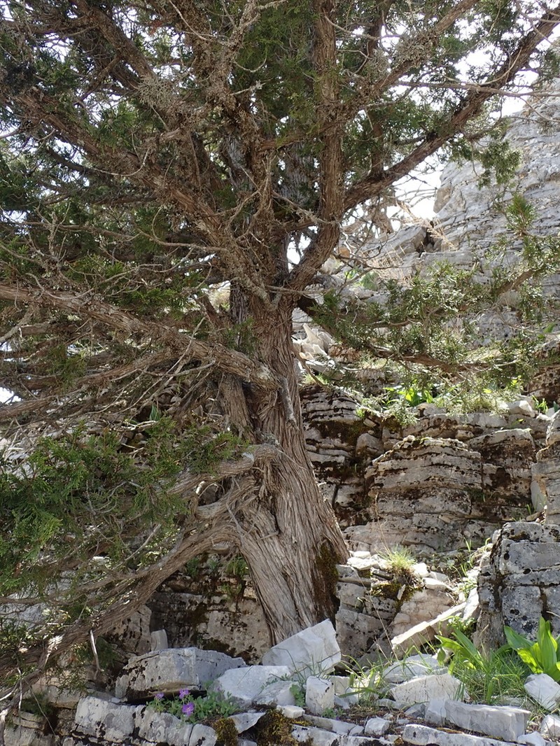 Stinking Juniper photo 5
