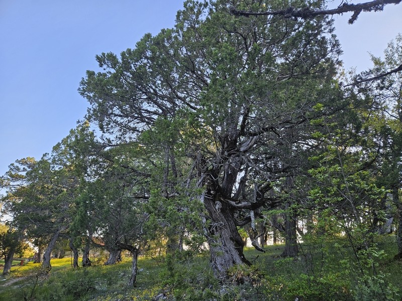 Stinking Juniper photo 6