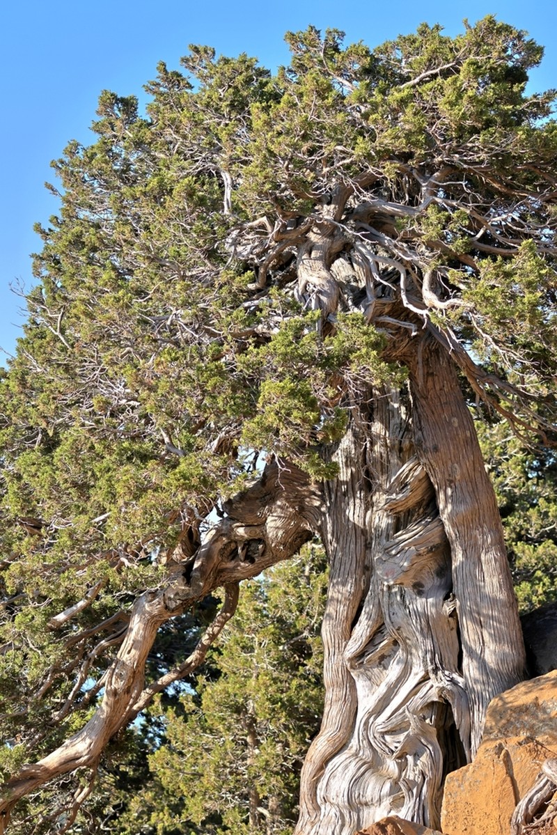 Stinking Juniper photo 7