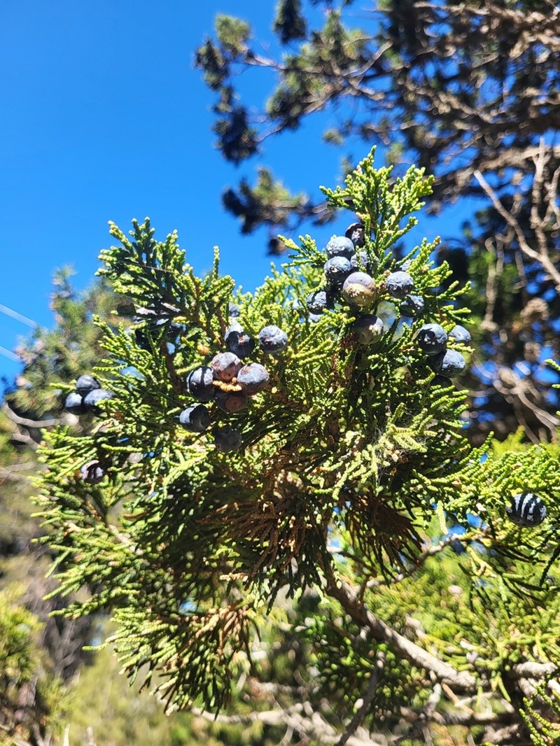 Stinking Juniper photo 8