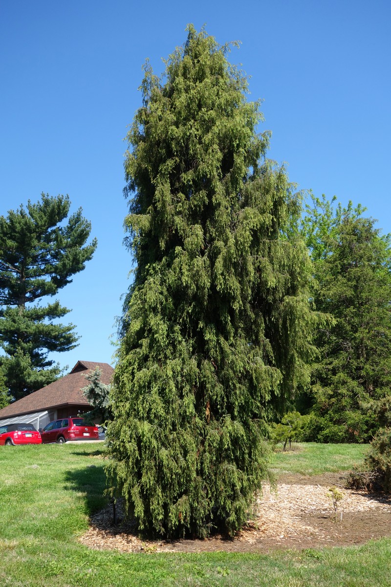 Juniperus formosana