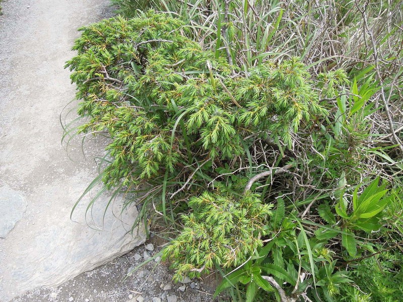 Juniperus formosana photo 2