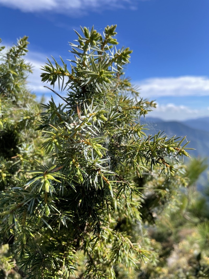 Juniperus formosana photo 3