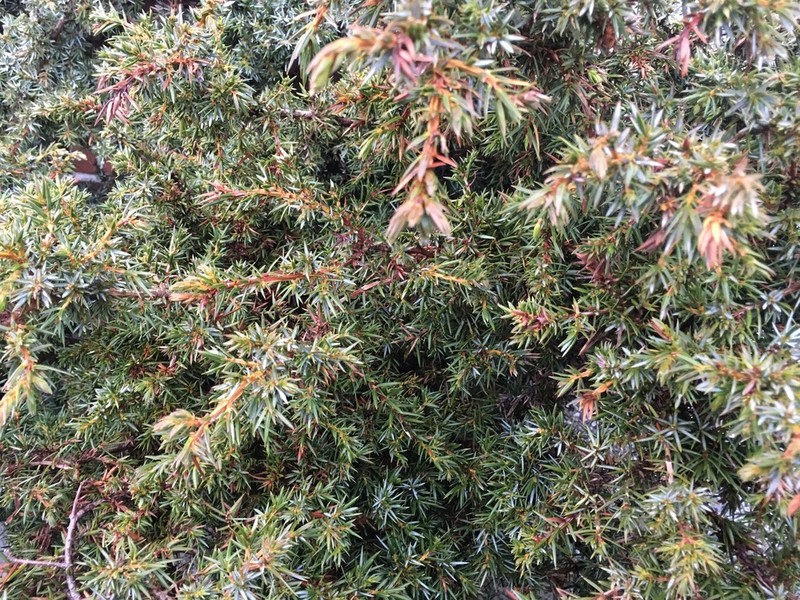 Juniperus formosana photo 4