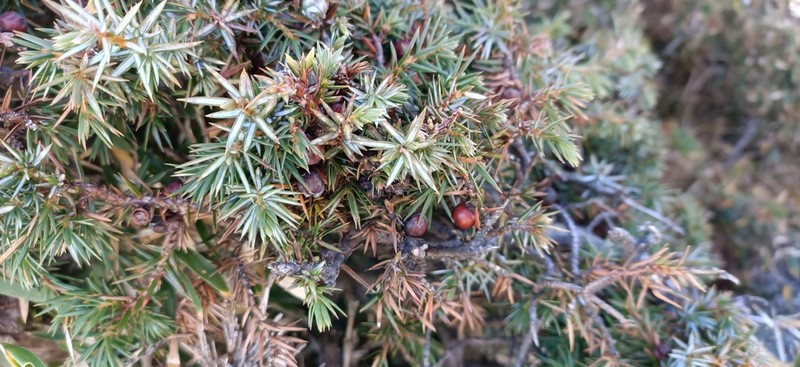 Juniperus formosana photo 5