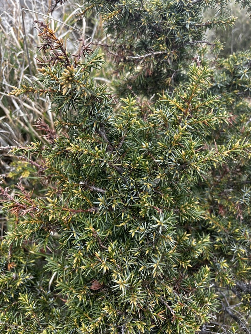 Juniperus formosana photo 6