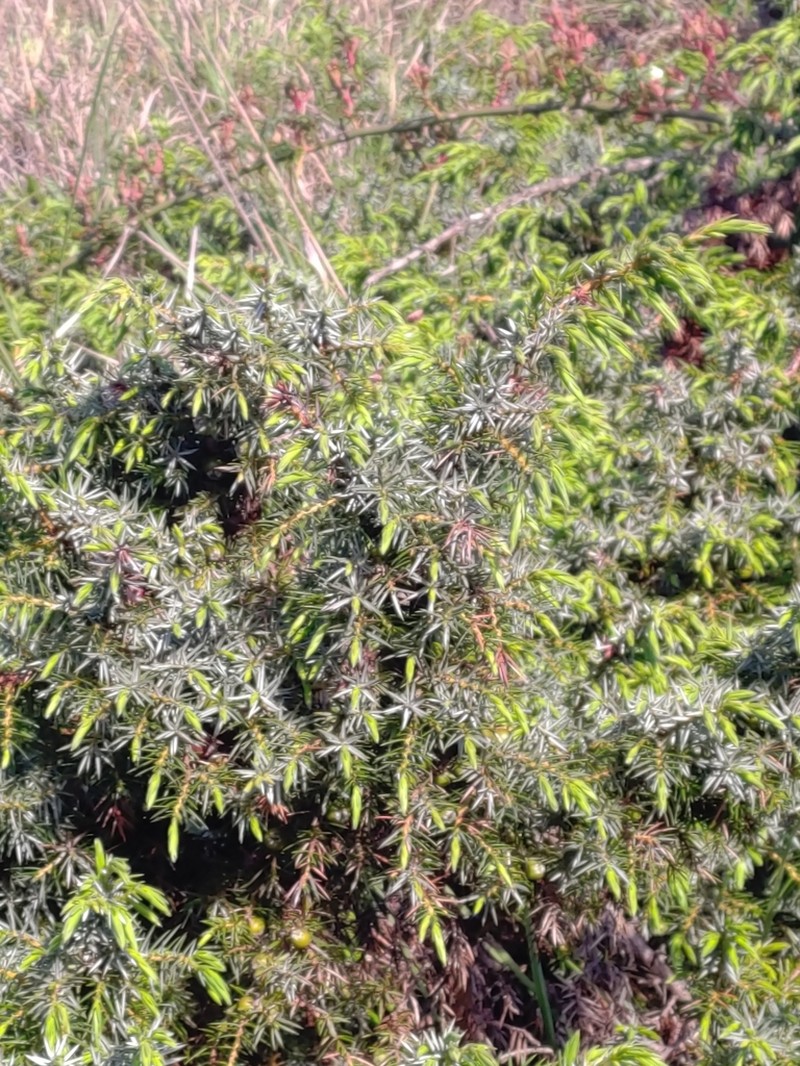 Juniperus formosana photo 7