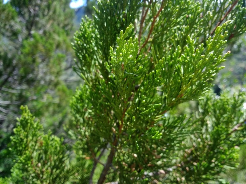 Juniperus gamboana