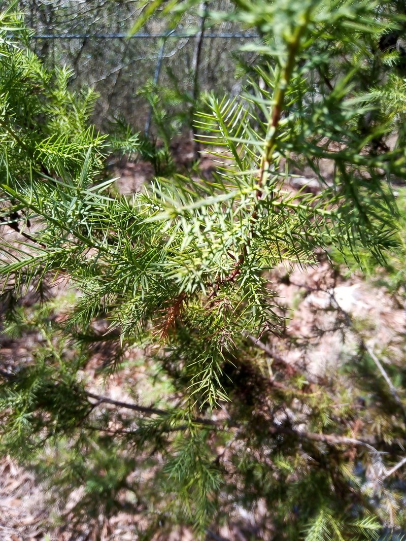 Juniperus gamboana photo 2