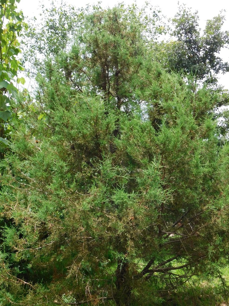 Juniperus gamboana photo 3