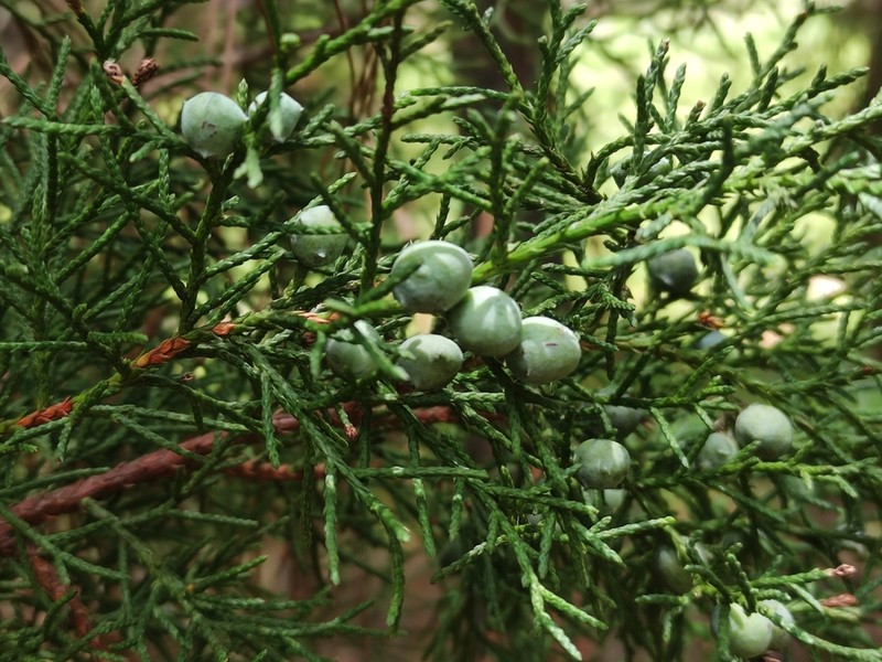 Juniperus gamboana photo 4
