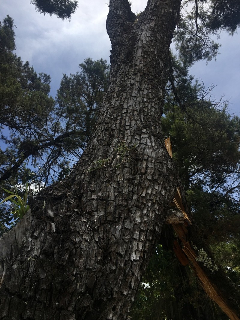 Juniperus gamboana photo 5