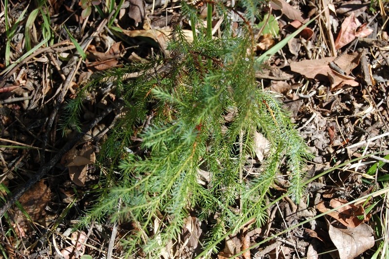 Juniperus gamboana photo 6