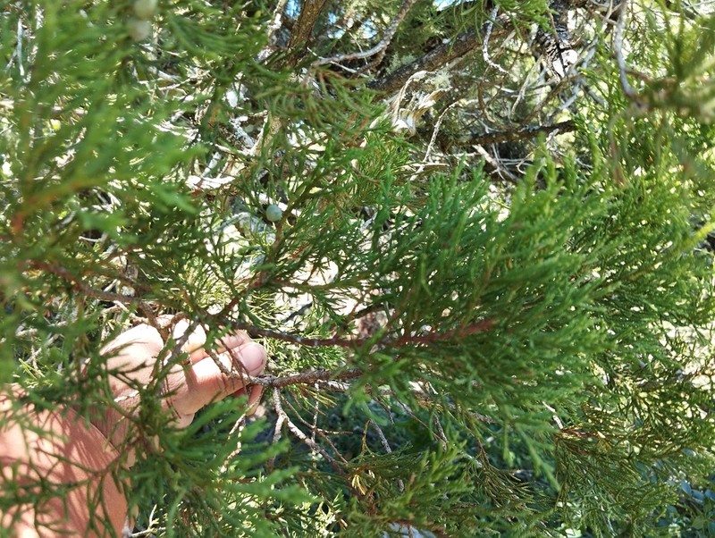 Juniperus gamboana photo 7