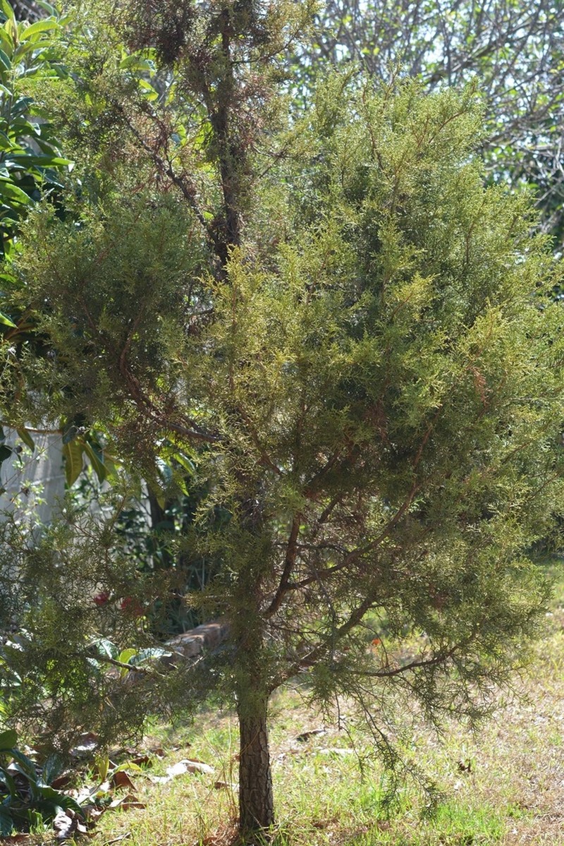 Juniperus gamboana photo 8