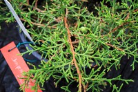 Juniperus gracilior
