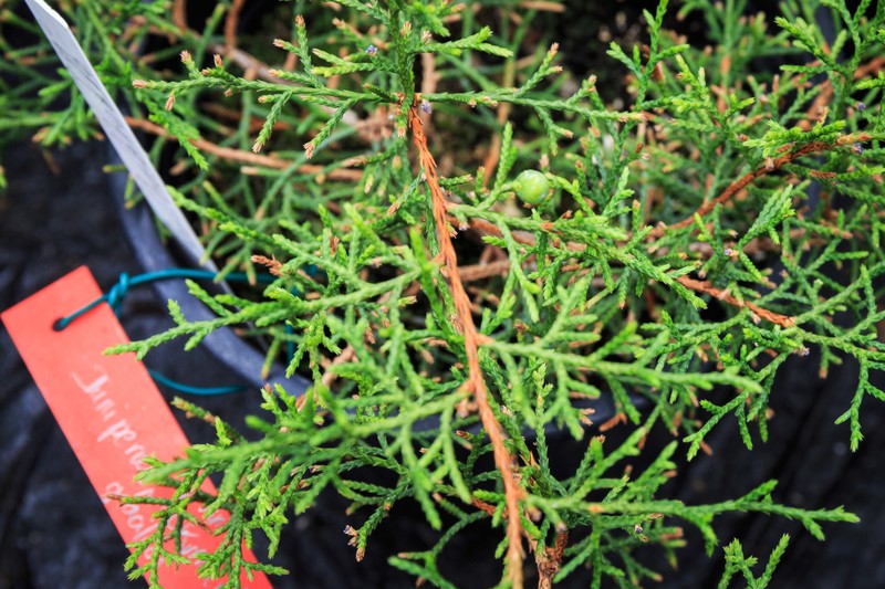 Juniperus gracilior