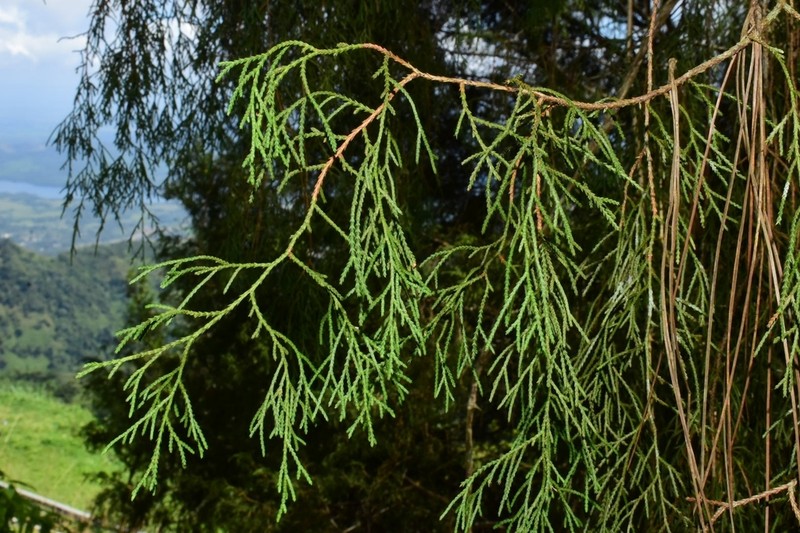 Juniperus gracilior photo 3