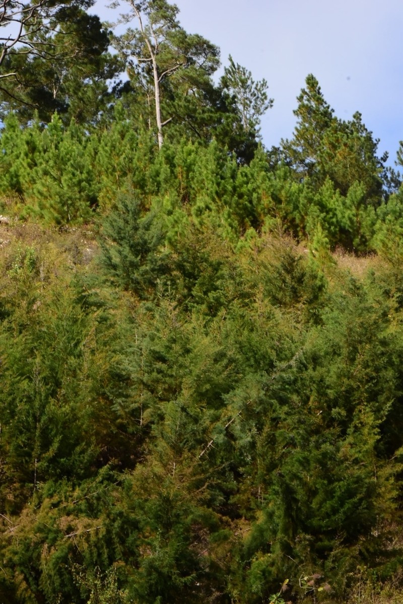 Juniperus gracilior photo 4