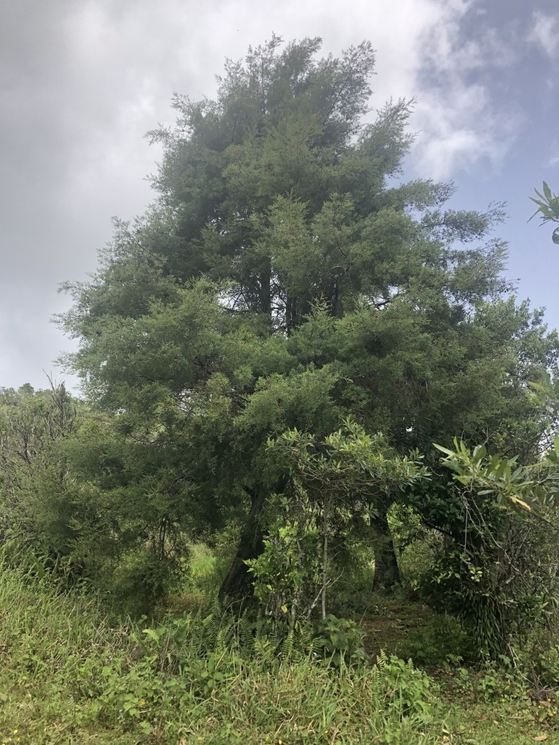 Juniperus gracilior photo 5