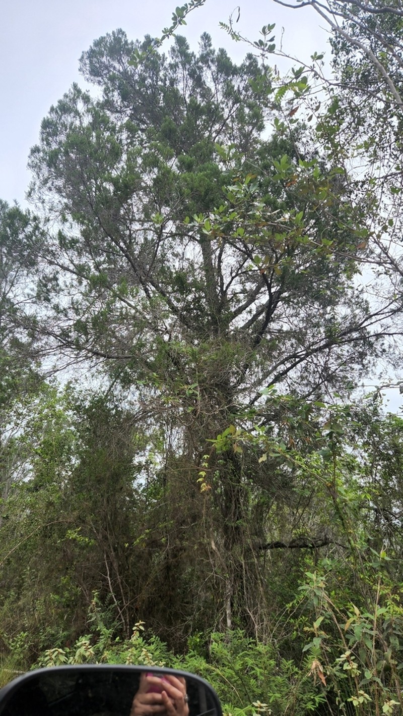 Juniperus gracilior photo 6