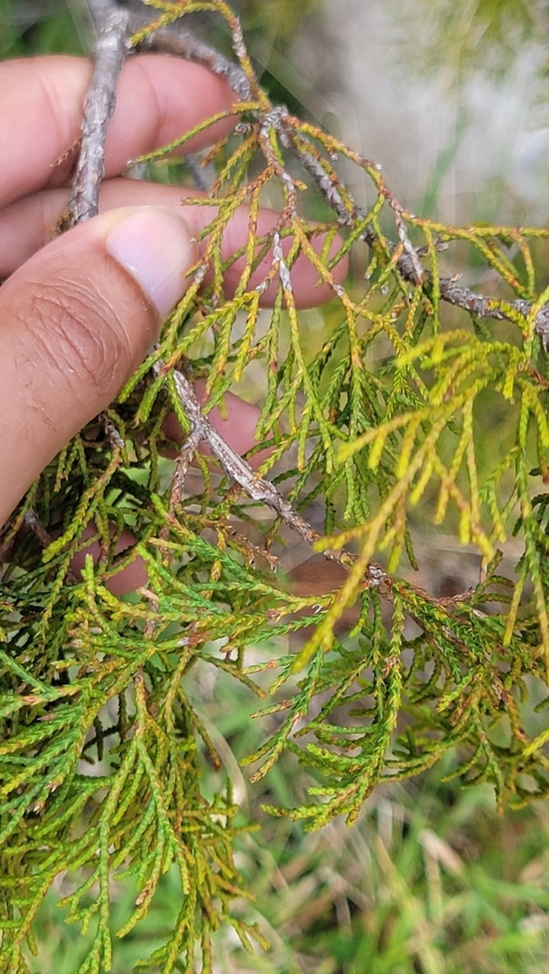 Juniperus gracilior photo 7