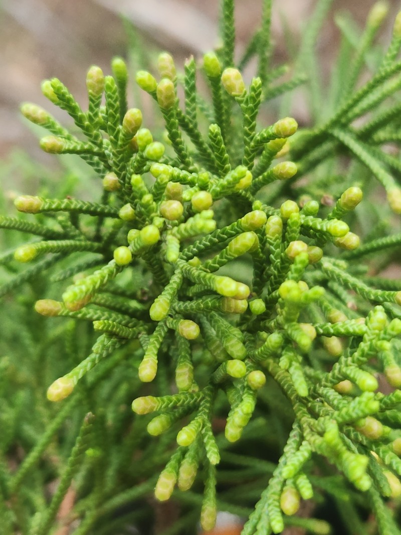 Juniperus gracilior var. ekmanii