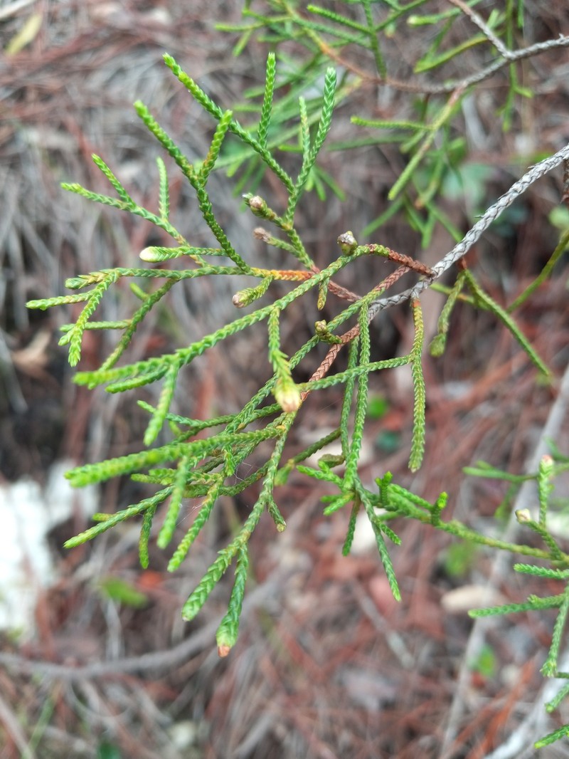 Juniperus gracilior var. ekmanii photo 2