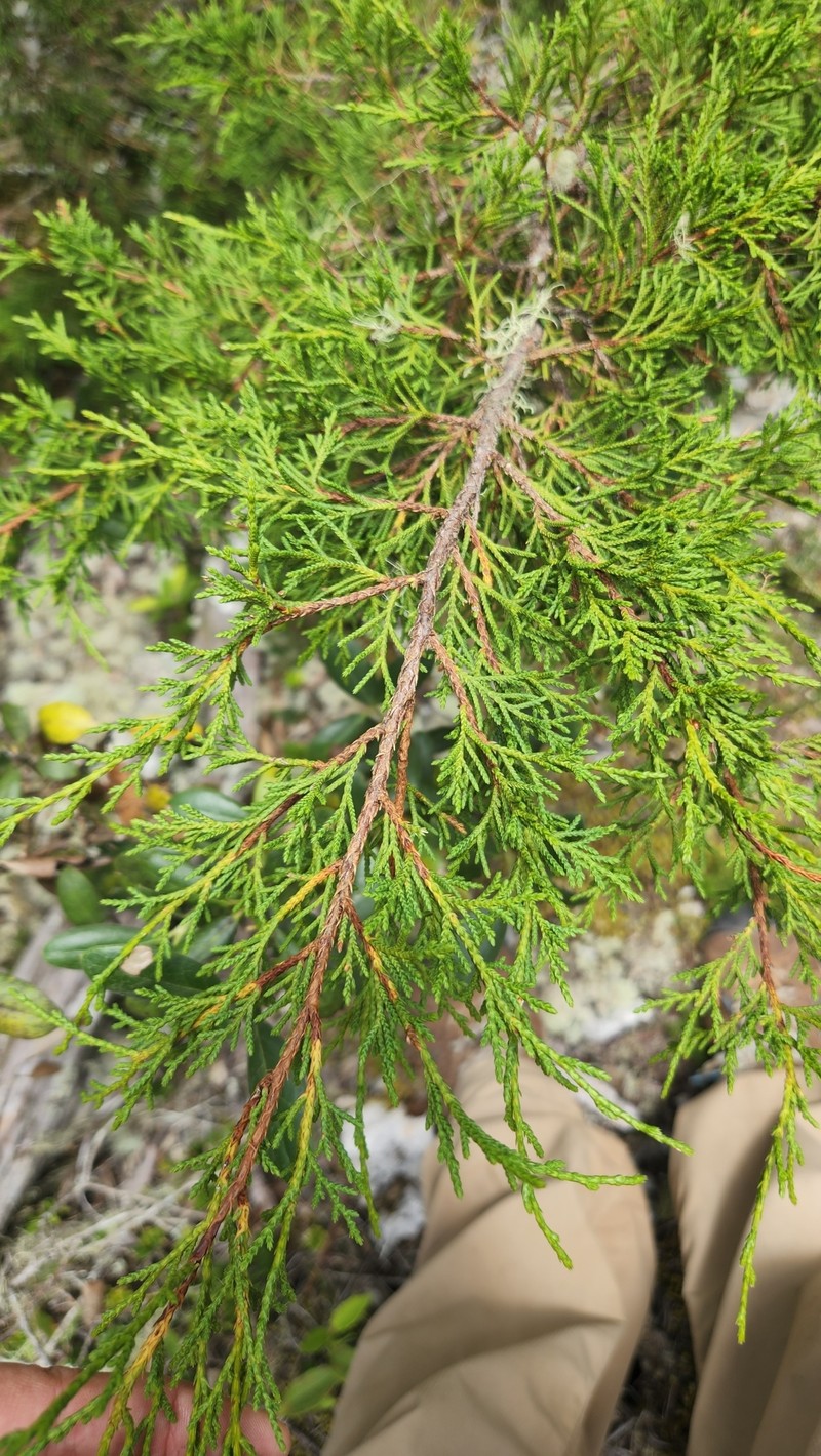 Juniperus gracilior var. ekmanii photo 4