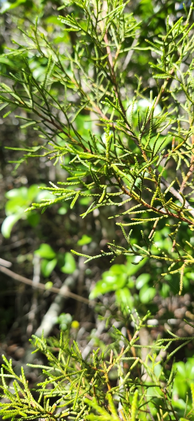 Juniperus gracilior var. ekmanii photo 6