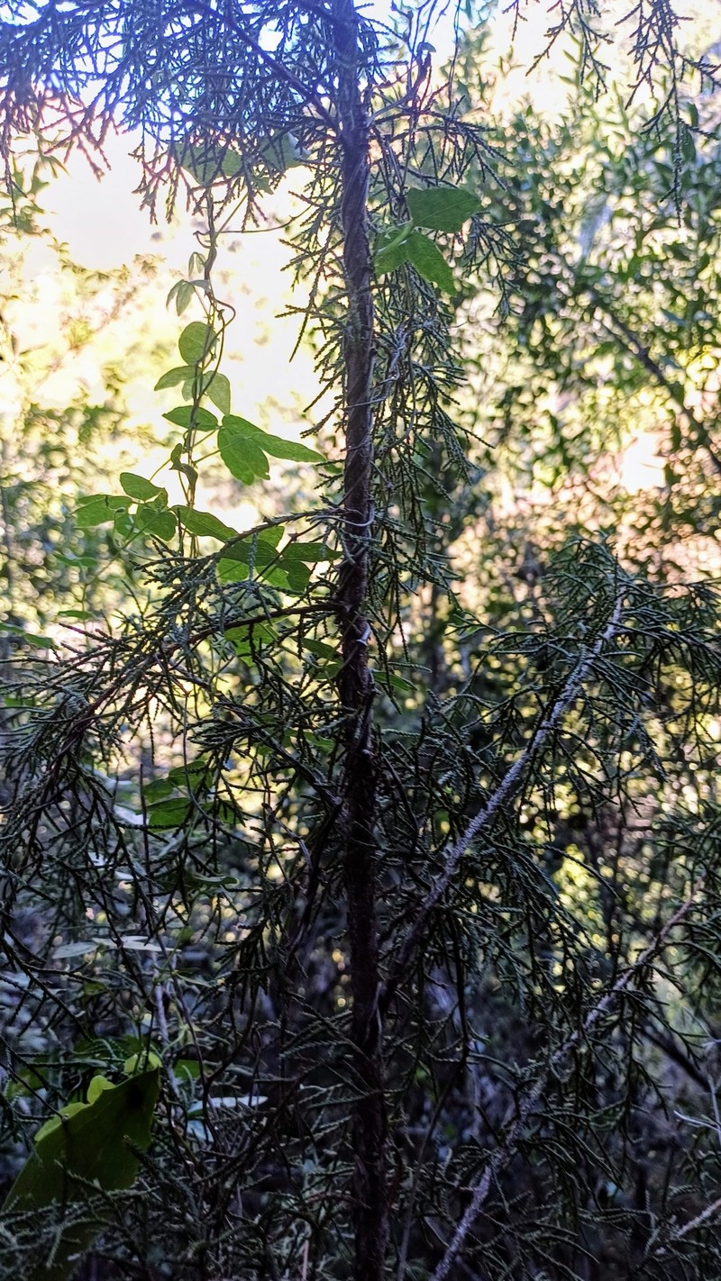Juniperus gracilior var. gracilior