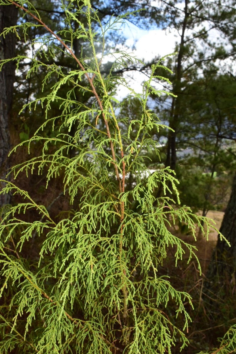 Juniperus gracilior var. gracilior photo 2