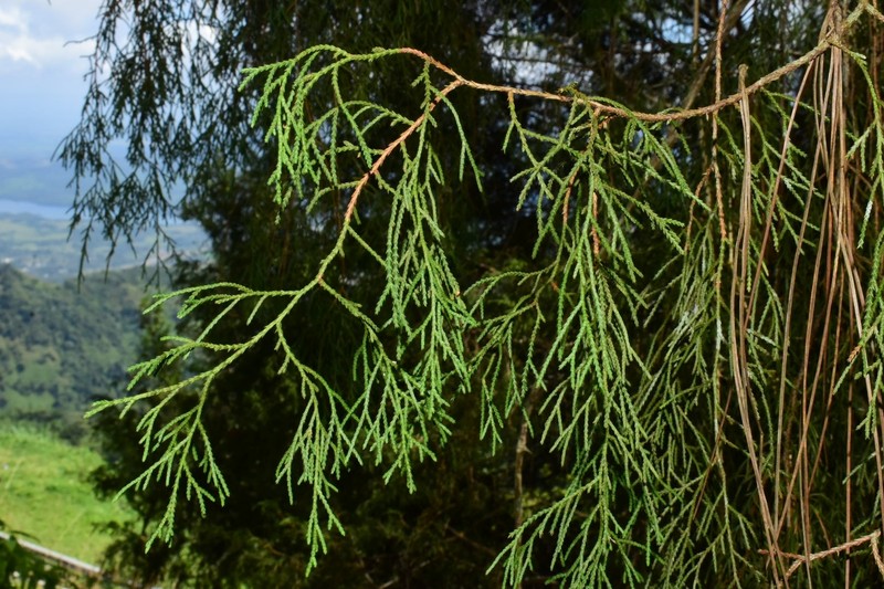 Juniperus gracilior var. gracilior photo 3