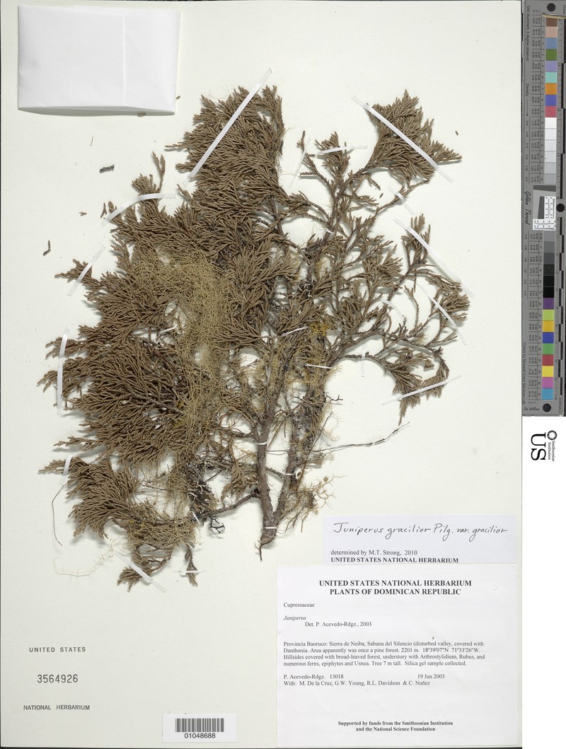 Juniperus gracilior var. gracilior photo 4