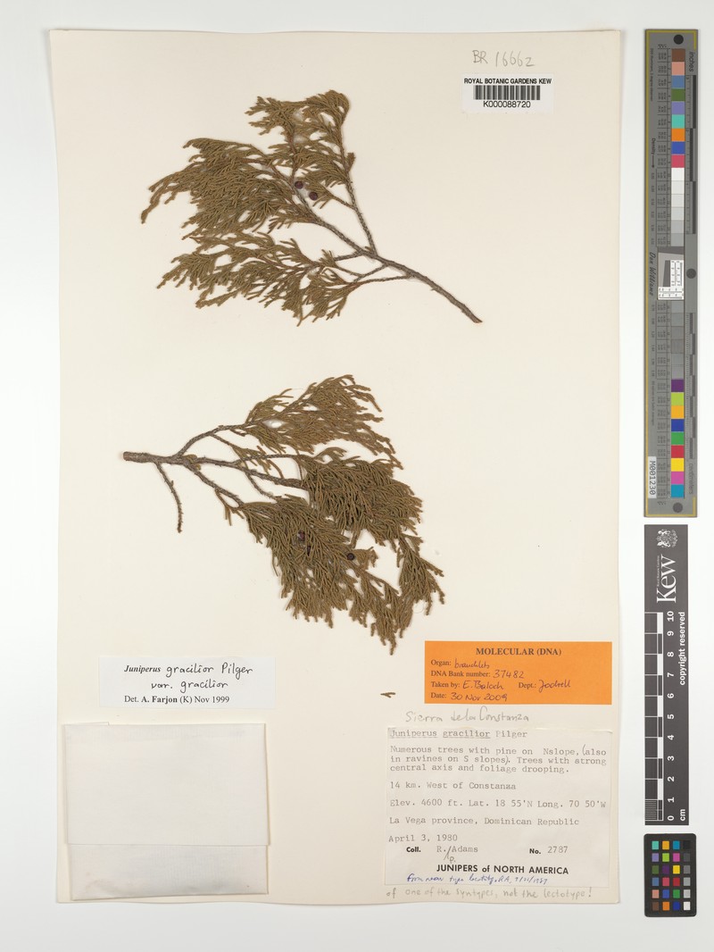 Juniperus gracilior var. gracilior photo 5